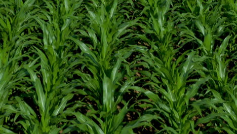 aerial close up of corn field, tilt up view of plants in rows, drone shot