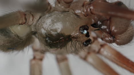 closeup extreme macro daddy long legs spider head and top of legs