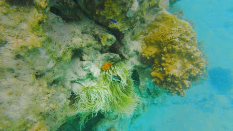 dive underwater close to a fish hanging out in an anemone during the day