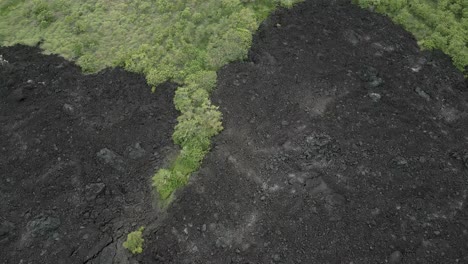 nuevo crecimiento verde en el borde del antiguo flujo de lava negra en la isla grande de hawai