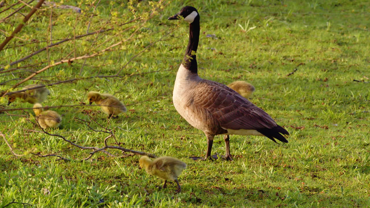 Waddling, pecking, paddling—goslings begin life under the lens of slow motion.