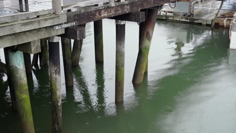 water under a mossy wooden dock on a cloudy, rainy day