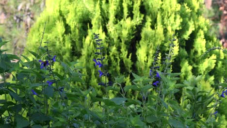 un abejorro se mueve de flor en flor en un jardín