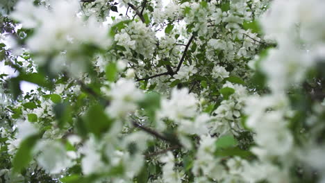 blooming apple tree