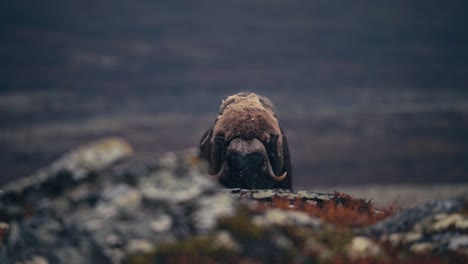 lone musk ox grazing at dovrefjell-sunndalsfjella national park in norway