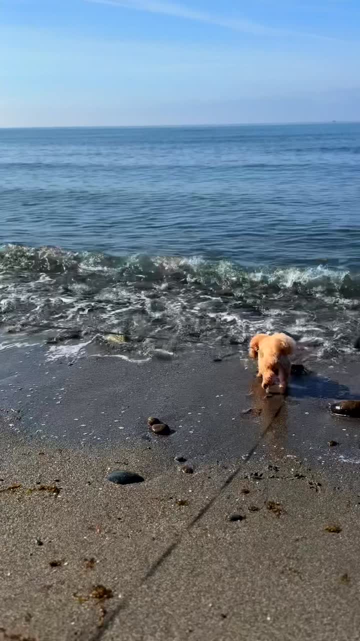 Собака на пляже.