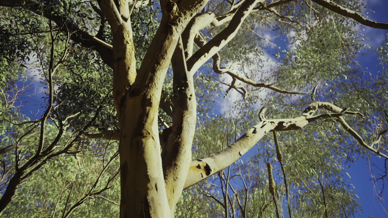 Majestic tree branches intertwined under a clear blue sky in a forest