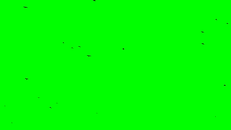 flock of birds rises from the horizon up to sky seamless loopable footage
