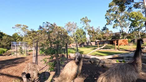 two emus exploring their zoo enclosure