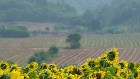 Un-Hermoso-Paisaje-De-Tierras-De-Cultivo-Con-Girasoles,-Campos,-Montañas-Y-Bosques,-Y-Un-Automóvil-Que-Se-Mueve-Hacia-La-Izquierda,-Paisaje,-Tailandia