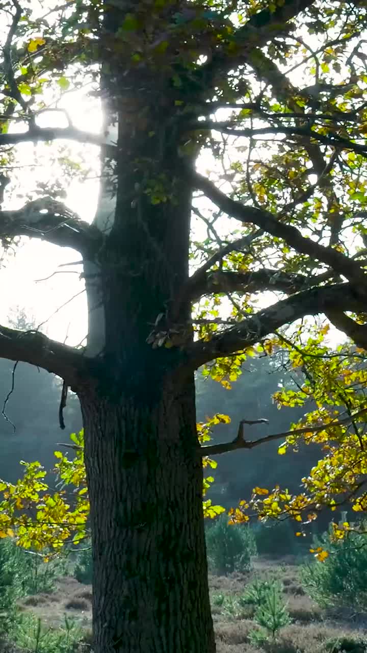Trees in a forest with sunlight