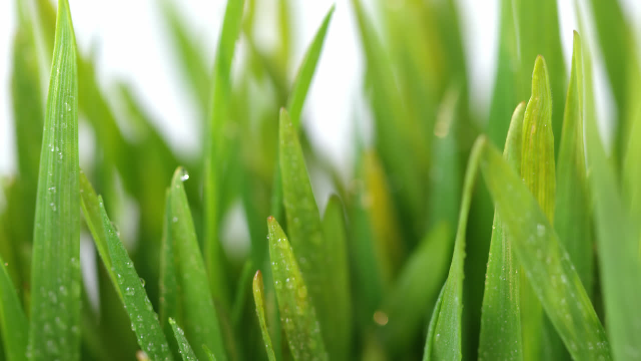 primer plano de gotas de agua en el césped verde