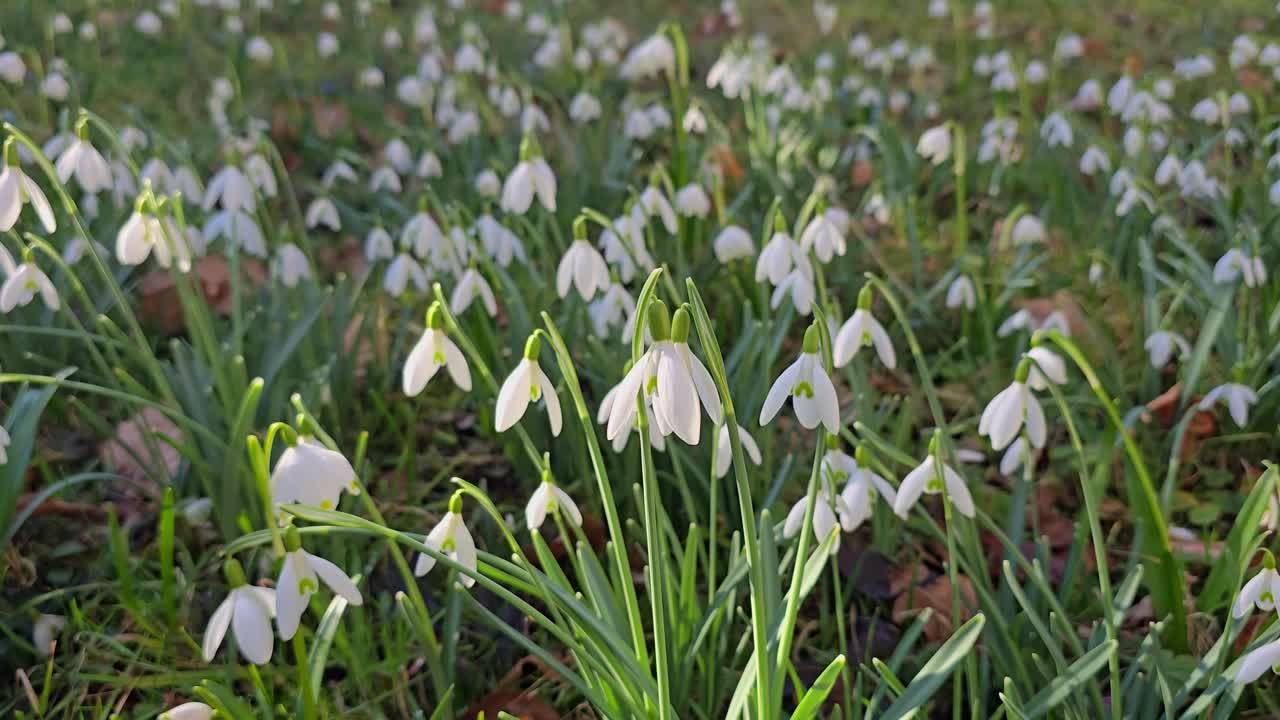 Very bright white snowdrops on a meadow at springtime.