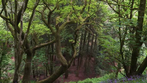 In-between-the-trees-in-north-petherton,-Somerset,-United-Kingdom.