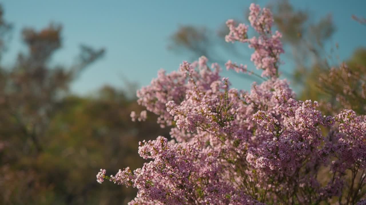 Vibrant Pink Geraldton Wax Widlfower sways in the wind in Western Australia Slow Motion