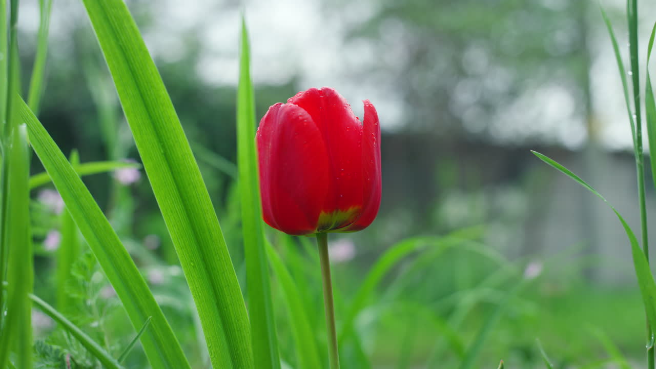 Beautiful tulip growing in summer garden. Red flower blooming in green grass.