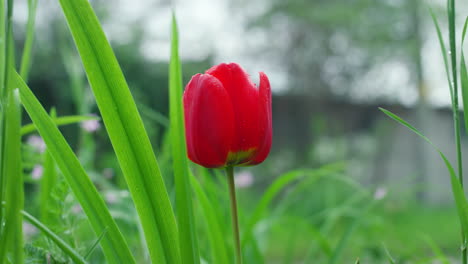 beautiful tulip growing in summer garden. red flower blooming in green grass.