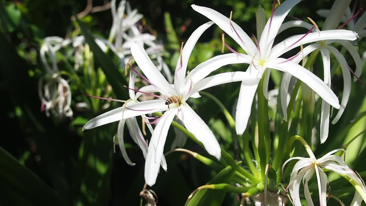 Bees are pollinating the flowers.