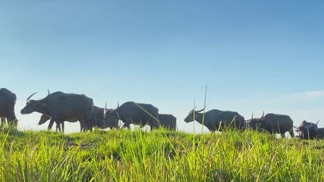 wild buffalo herd passing grassland in a sunny day