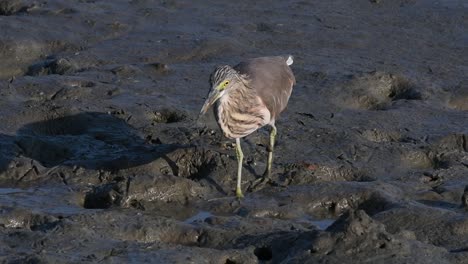 Una-De-Las-Garzas-De-Estanque-Encontradas-En-Tailandia-Que-Muestran-Diferentes-Plumajes-Según-La-Temporada