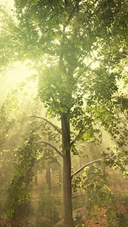 beautiful sunlight shining through trees in a forest