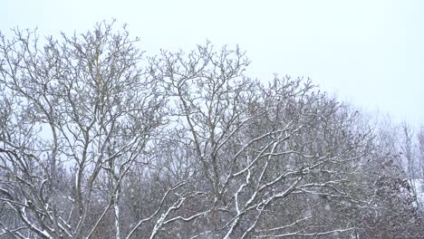 snowfall on a winter day above small forest trees