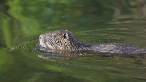 4k wild and invasive coypu, myocastor coypus