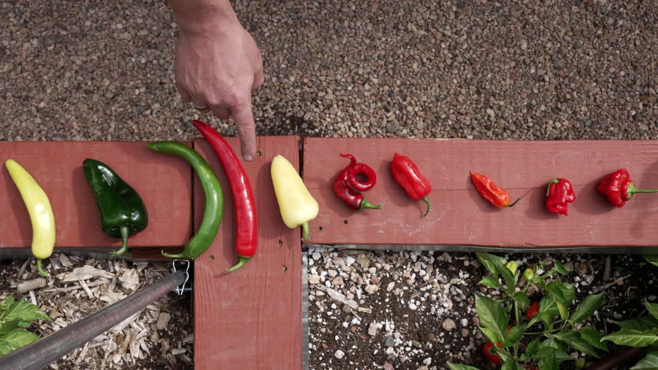 지표손가락은 은 고추에서 뜨거운 고추를 하나씩 가리킨다.