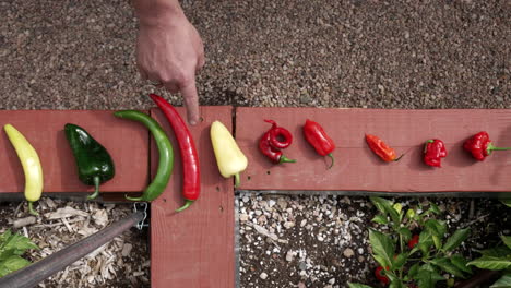 Index-Finger-Pointing-At-The-Peppers-From-Mild-To-Hot-One-by-One