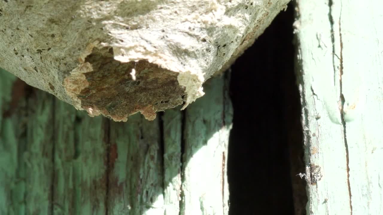 둥지를 두드리고 벌레를 는 것