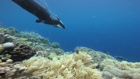 un buzo libre profesional en un traje de natación nada usando la técnica de patada de delfín y desaparece detrás del borde de un vibrante arrecife de coral
