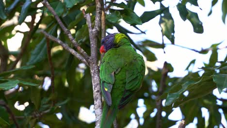 A-rainbow-lorikeet,-trichoglossus-moluccanus,-perching-on-the-tree-branch-in-its-natural-habitat,-curiously-wondering-around-the-surroundings,-close-up-shot