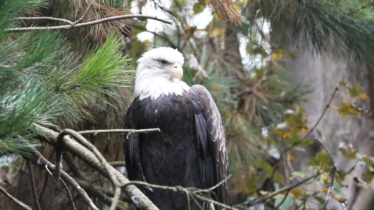 The bald eagle observing a countryside from a tree