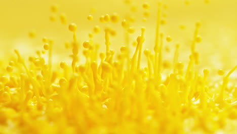 la pintura amarilla salpica y hace el patrón en cámara lenta y macro - líquido teñido abstracto