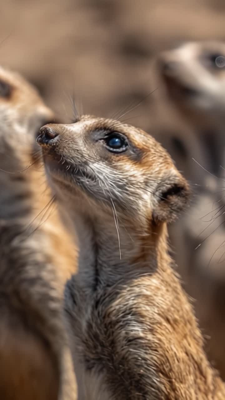Potret Jarak Dekat Meerkat Menatap ke Atas dengan Rasa Ingin Tahu, Menangkap Esensi Perilaku Sosial dan Habitat Alami Mereka dalam Adegan Satwa Liar yang Memikat Ini.