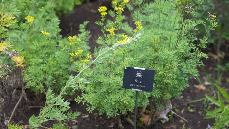 Ruta-Graveolens-aka-Common-Rue-Plant-in-Garden,-Close-Up