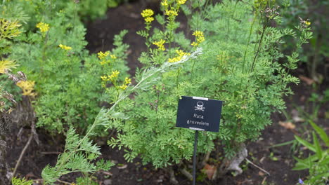 ruta graveolens también conocida como planta de rue común en el jardín, de cerca
