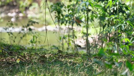 Waldszenario-Mit-Einem-Fluss-Im-Hintergrund-Und-Fliegenden-Schmetterlingen-Und-Fallenden-Blättern-Im-Windigen-Wald-Des-Schutzgebiets-Huai-Kha-Kaeng,-Thailand