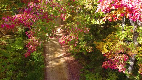 Flying-through-enchanted-forest-with-arrival-of-autumn-in-Montreal,-Canada