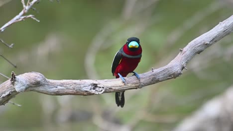 pico ancho negro y rojo, cymbirhynchus macrorhynchos, kaeng krachan, tailandia