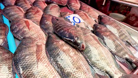 sequence of fish being arranged on ice