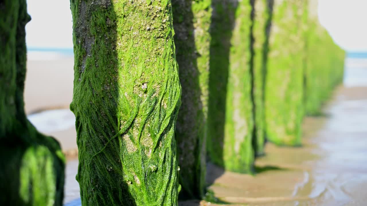 네덜란드 해변에서 녹조류로 덮인 나무 방파제 기둥의 직선