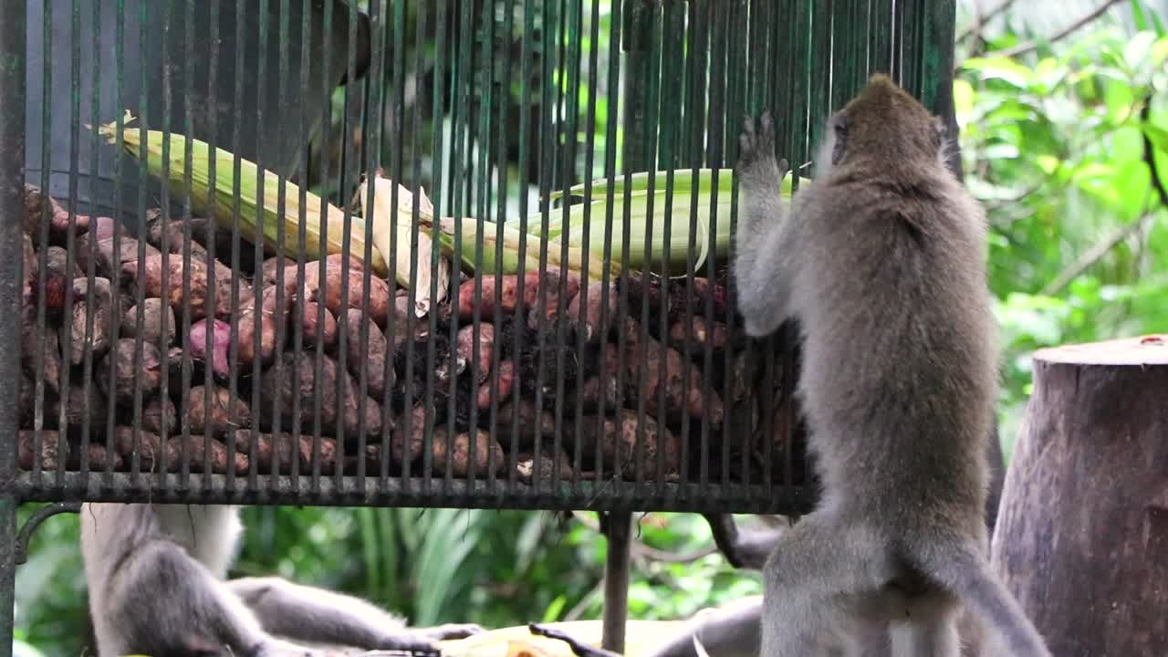 mono macaco de cola larga tratando de robar maíz de una jaula cerrada de maíz y batatas