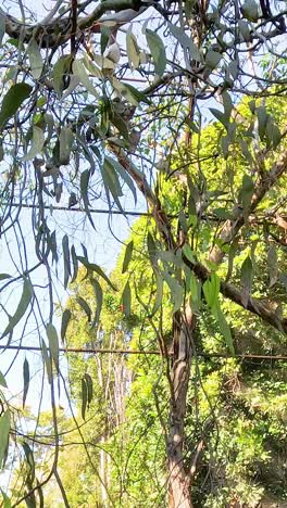 trees and netting in a zoo birdcage