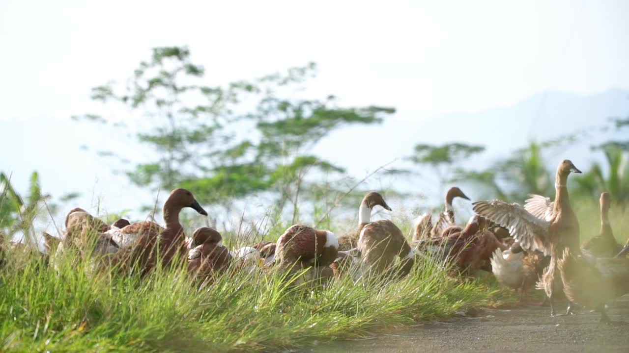 슬로우 모션 - 들판에서 양치기를 당한 후 태양 아래 풀밭에 있는 오리 떼의 클로즈업 샷