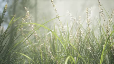 grass flower field with soft sunlight for background.