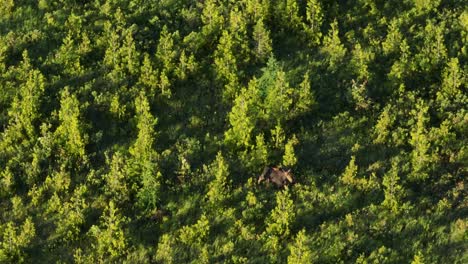 Calf-running-through-marsh-following-mother-moose-in-the-marsh