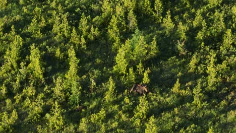 Calf running through marsh following mother moose in the marsh