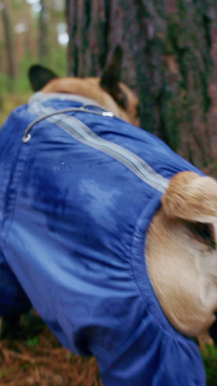 Curious Dog in Raincoat Investigates Tree Trunk in Forest - A Playful French Bulldog Enjoying Nature and the Outdoors with a Playful Spirit and Adventurous Attitude Amidst Tall Trees
