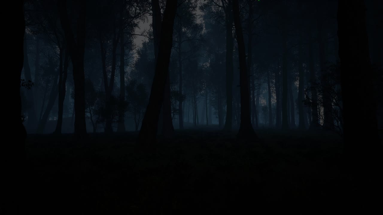 Dark Foggy Forest at Night